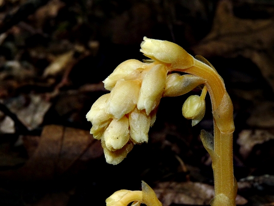 {Hypopitys monotropa}